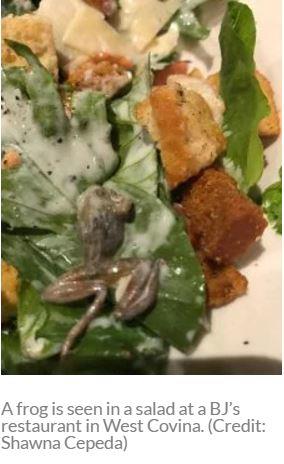 美캘리포니아 식당서 '샐러드 접시에 개구리 나와'