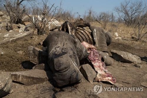 끊이지 않는 코뿔소 밀렵…남아공 당국 '총력전'