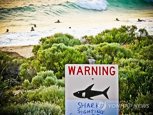 상어 출몰·공격에…호주 당국, '갈고리 상어사냥' 논란