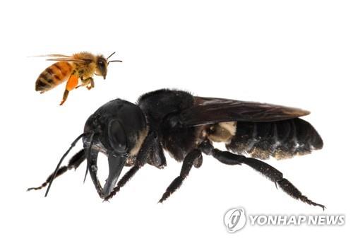멸종된 줄 알았는데…'지구상 가장 큰 꿀벌' 38년만에 발견
