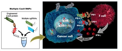 "암세포에 대한 면역세포 공격력 높이는 유전자가위 기술 개발"