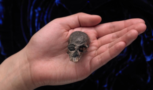 손바닥보다 작은 원숭이 두개골이 밝혀준 두뇌 진화 비밀