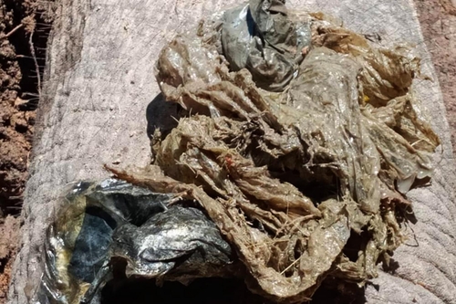 태국 죽은 코끼리 뱃속에 비닐·플락스틱 스레기 가득