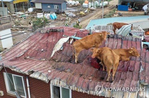  지붕 위에서 살아남은 소들…물 빠지고도 못 내려와 '음매'