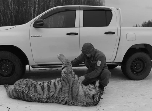 멸종위기 백두산 호랑이 러시아 극동서 또 로드킬