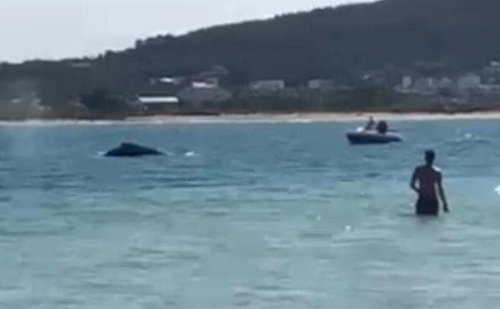 사람 곁으로 다가온 고래…브라질 남부 해안에 깜짝 등장