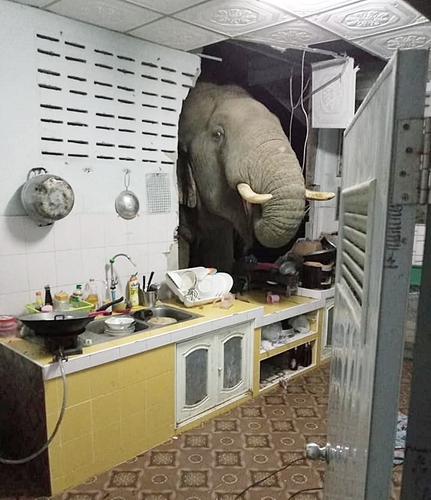 '너무 배고팠나'…태국서 벽 뚫고 부엌 뒤진 코끼리