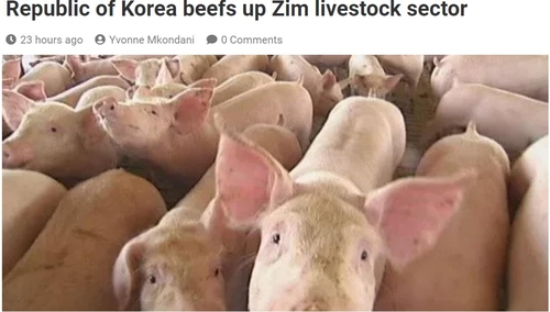 "한국 지원 돼지 키워 아이들 학교 보내"…짐바브웨 새마을사업