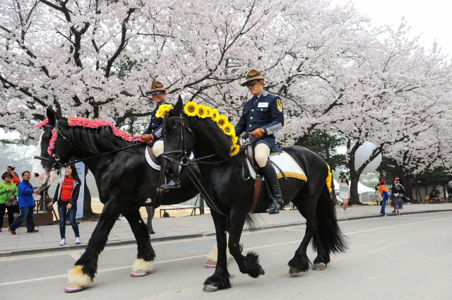 서울경마공원 벚꽃길, 오는 8일부터 열흘 간 개방