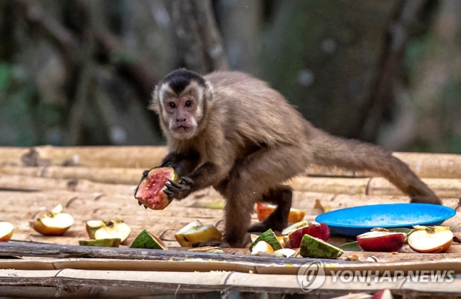 원숭이두창 확산에 브라질서 애꿎은 원숭이들 '수난'