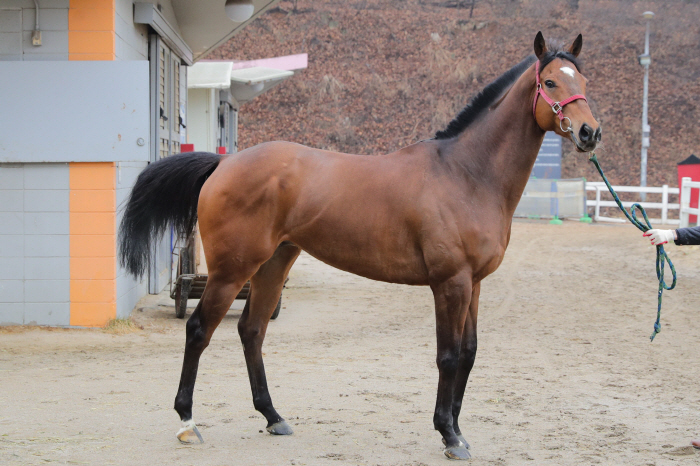 [경마]렛츠런파크 서울 2등급 경주마들의 1800m 경주 펼쳐진다