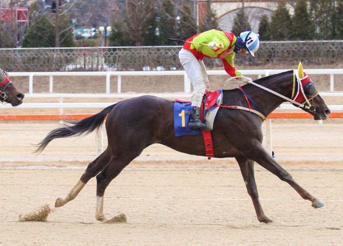 [경마]어마어마 vs 라온더파이터, 단거리 최강마 가리는 첫 관문'부산일…