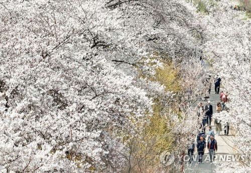 여의도 봄꽃축제 대중교통 증편…지하철역 혼잡시 무정차