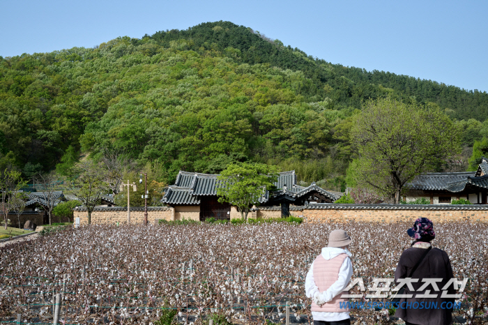 '예스러움+추억 감성' 물씬, 맛깔나는 '대구'…자연 속 '참꽃' 휴식도…