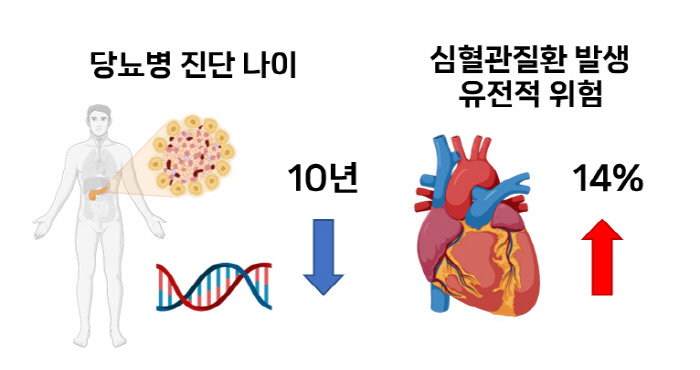 "당뇨병 진단 10년 빠를수록 심혈관질환 유전적 위험 14% 증가"…건강…