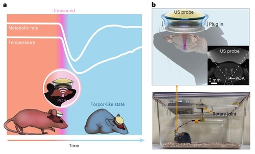  초음파로 쥐 동면상태 유도 성공…"우주여행 활용 가능성"