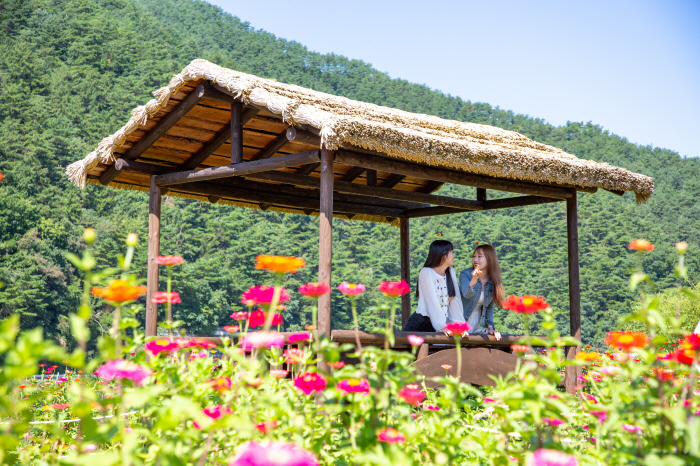 "천만송이 꽃과 함께, 가을 감성 흠뻑" 평창백일홍축제 개막