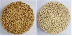 농진청 "식이섬유 풍부한 쌀보리 '베타원', 장 질환에 효과"