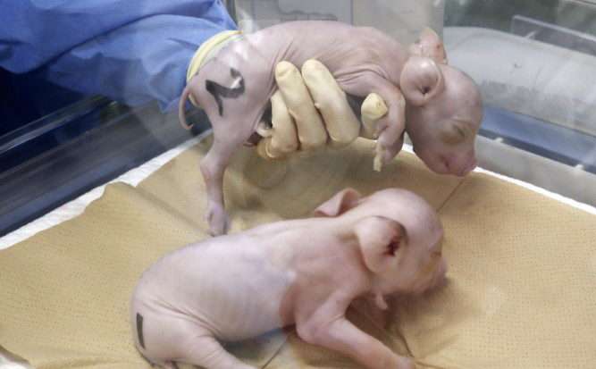 인체 장기이식용 돼지 일본서 첫 탄생…"연내 원숭이에 이식 실험"