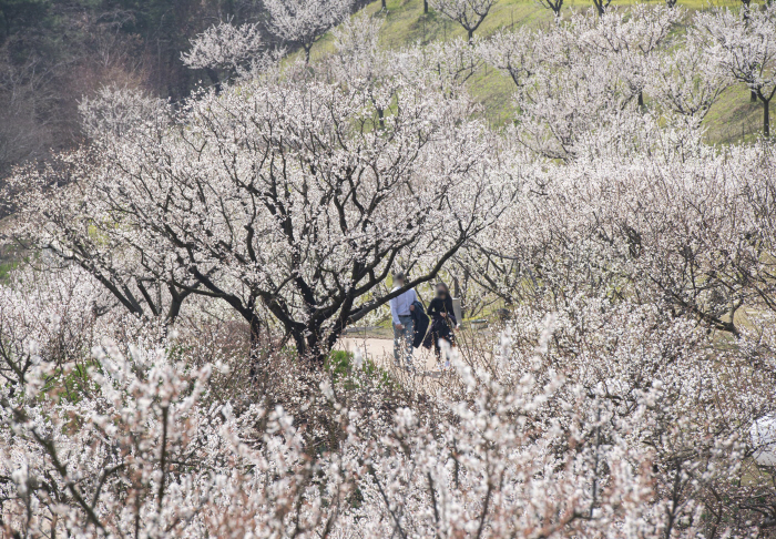 에버랜드, '하늘정원길' 조기 오픈… 20일 전후 매화 만개 예상