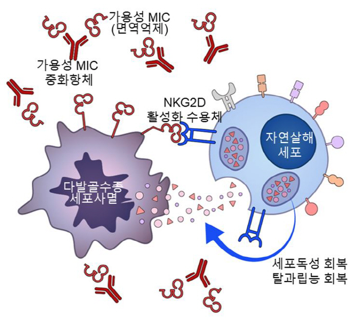 다발골수종 암세포 잡는 '자연살해세포' 활성화 방안 발견