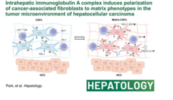 간암의 새 면역기능 약화 기전 첫 규명