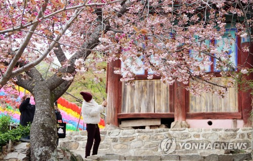 "봄꽃놀이 오세요"…서산시 개심사·문수사 등 지역 명소 홍보