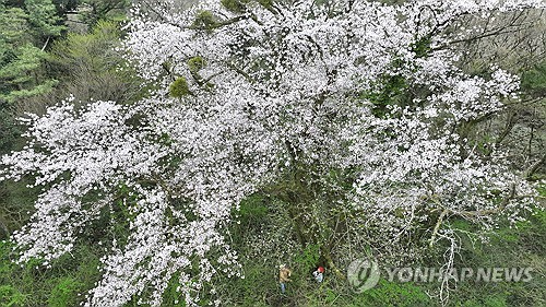  272년 최고령 왕벚나무 꽃 활짝…드론 촬영 성공