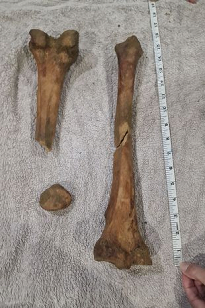 해안가 발견 공룡 뼈인줄 알았는데 사실은 사람 뼈?