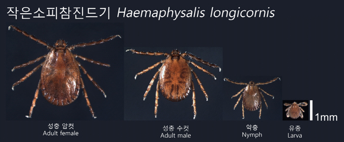 진드기 감염병 'SFTS' 주의보…긴 옷 입고, 풀밭엔 눕지 말아야