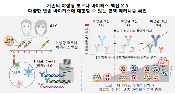 코로나 백신 3차 접종, 변종 감염 예방 원리 규명