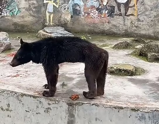 개처럼 보이는 '깡마른' 곰…동물원 "채식만 해서" 변명