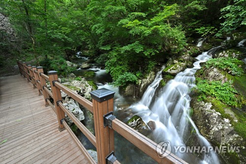 '트레킹 성지' 정선 항골에 안전 보행 숲길 조성