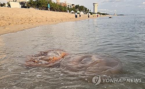 '해파리 확산' 강원도, 퇴치 사업·어업인 피해 지원 나섰다