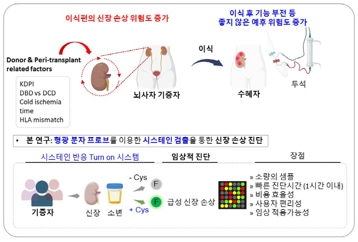 뇌사자 신장이식 성공률 높일 새로운 진단법 개발