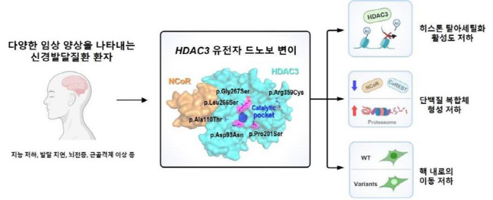 'HDAC3' 유전자 변이 최초 발견…신경발달장애 주요 원인