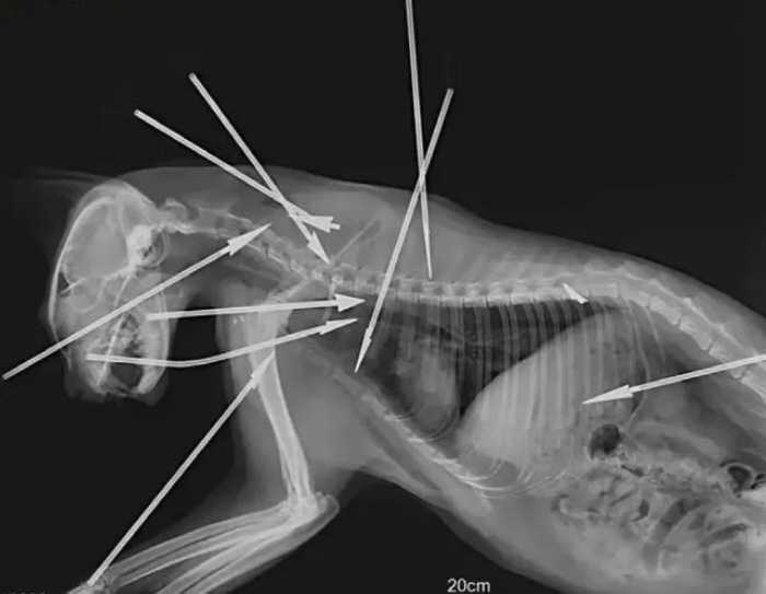 다트 화살 10개 박힌 길고양이 숨져…범인 처벌 못하는 이유