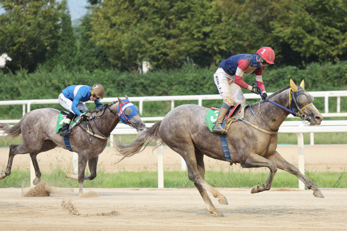 [경마]명품 혈통의 신예 경주마 캡틴피케이, 'Rookie Stakes@…