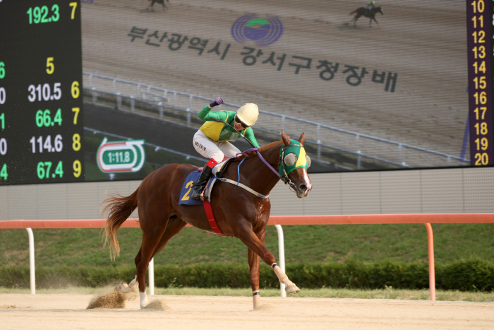 [경마]2세 최고마 선발전, 서울 '실버레인' 부산 '위너클리어' 1관문…