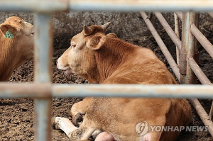 증평 한우농가서 소 22마리 폐사…