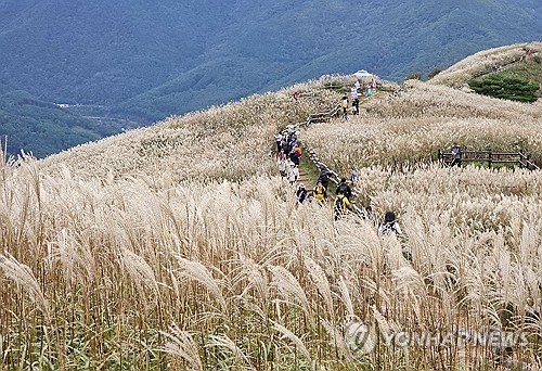 '물결치는 은빛 향연'…정선 민둥산 억새 축제 20일 개막