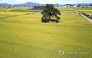 [사진톡톡] 추분 앞두고 황금색으로 변하는 창원 대산면 들녘