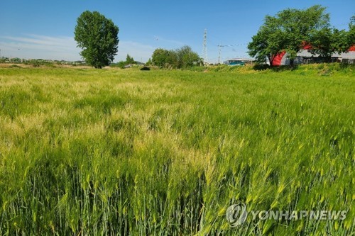 강원농업기술원, 보리·밀 다수확 안전 관리 요령 농가 홍보