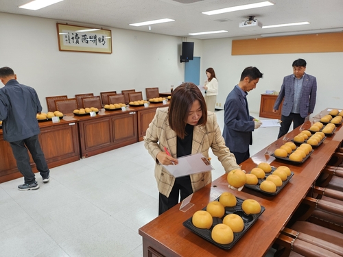 남양주먹골배 품평회 성료, 최고 품질 배 선발