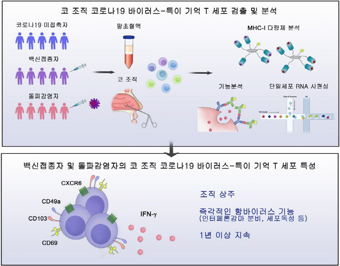 "코로나19 백신, 코 조직에 방어면역 유도"