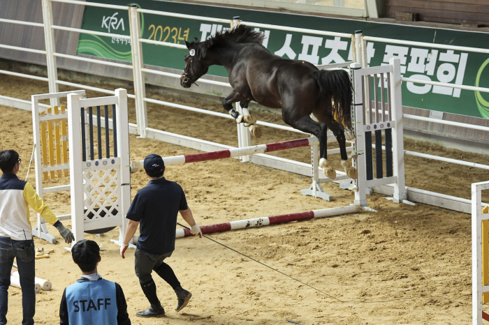 [경마] '국산 우수 승용마 발굴의 장' 2024년 Young Horse…