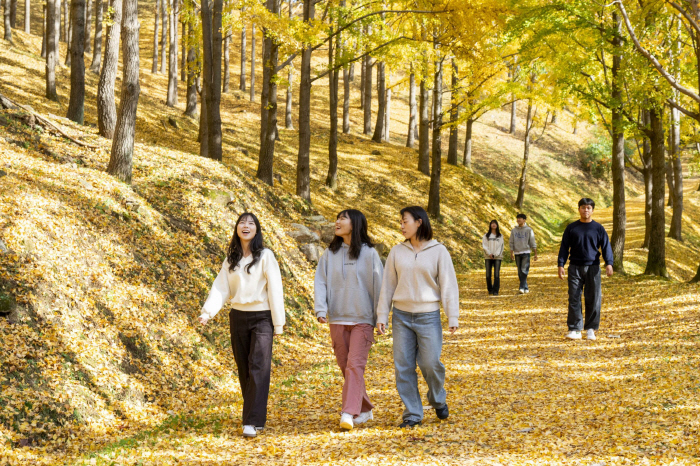 여행콘텐츠 된 노란색 비밀의 정원…에버랜드, 은행나무숲을 아시나요