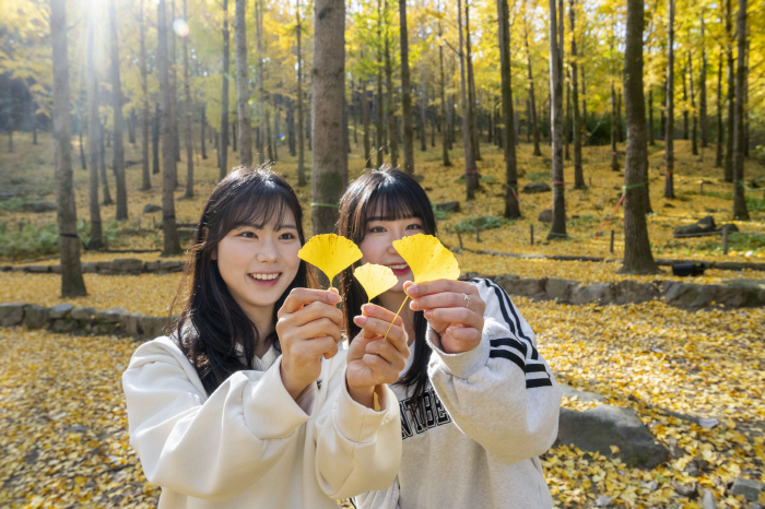 여행콘텐츠 된 노란색 비밀의 정원…에버랜드, 은행나무숲을 아시나요