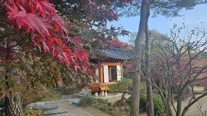 여행콘텐츠 된 노란색 비밀의 정원…에버랜드, 은행나무숲을 아시나요