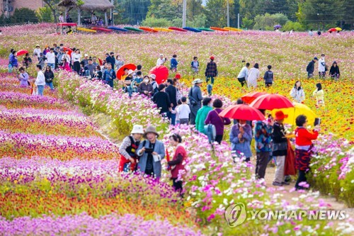 철원 고석정 꽃밭, 가을 운영 성료…60만명 넘게 찾아